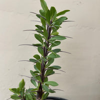 Fouquieria splendens, Ocotillo