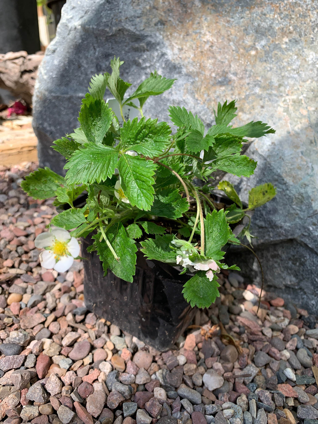 Fragaria vesca, Woodland strawberry 4"