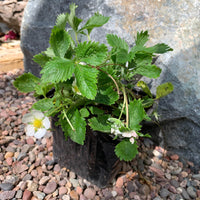 Fragaria vesca, Woodland strawberry 4"