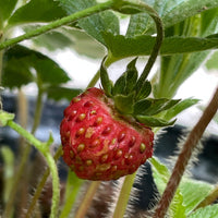 Fragaria vesca, Woodland strawberry