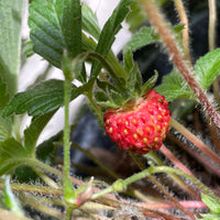 Fragaria vesca, Woodland strawberry fruit