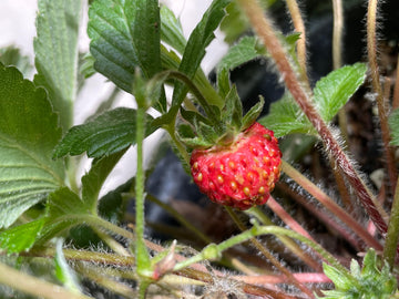 Fragaria vesca, Woodland strawberry fruit