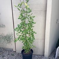 Fraxinus velutina , Velvet Ash