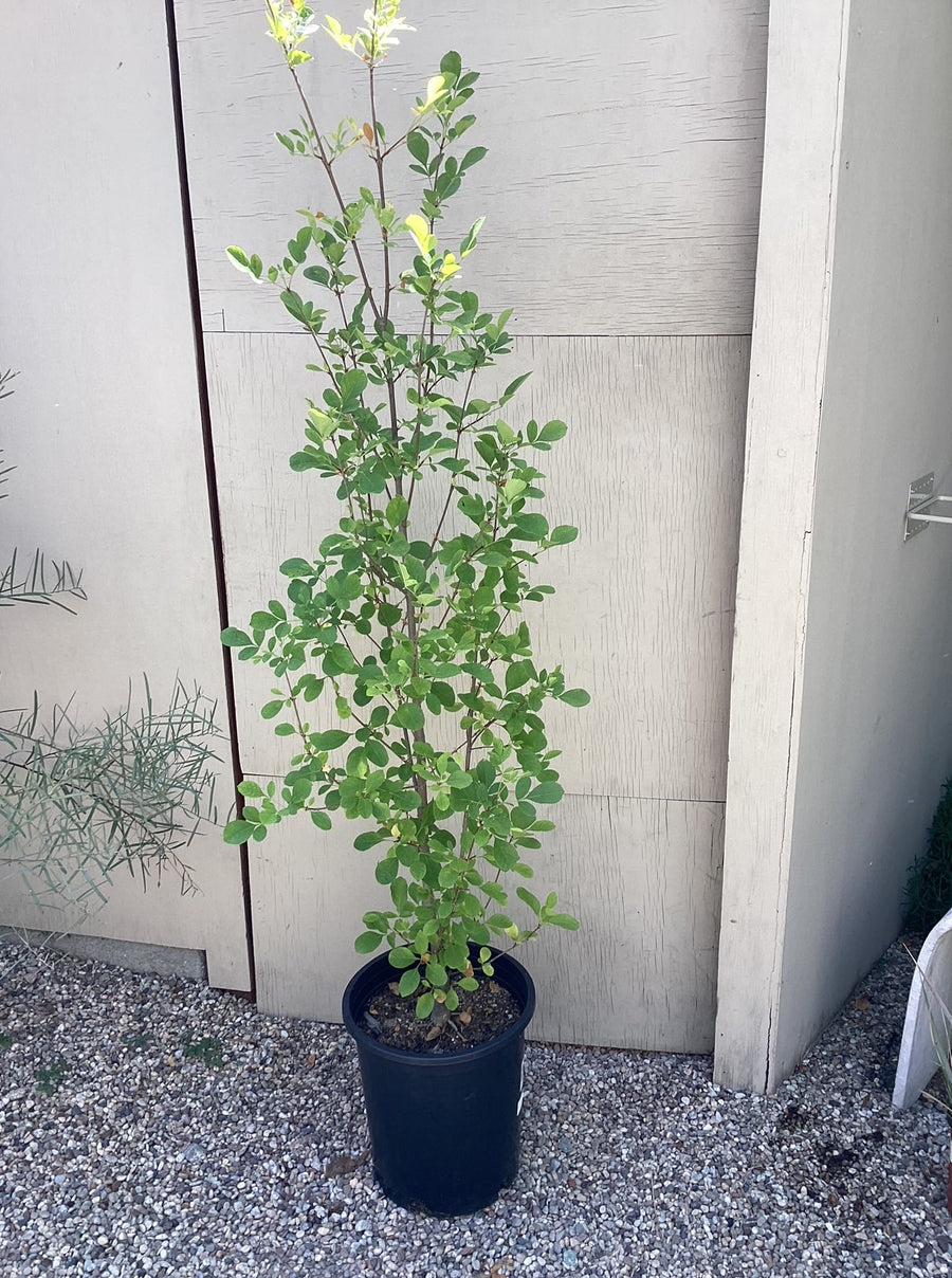 Fraxinus velutina , Velvet Ash