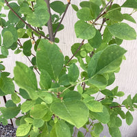 Fraxinus velutina , Velvet Ash