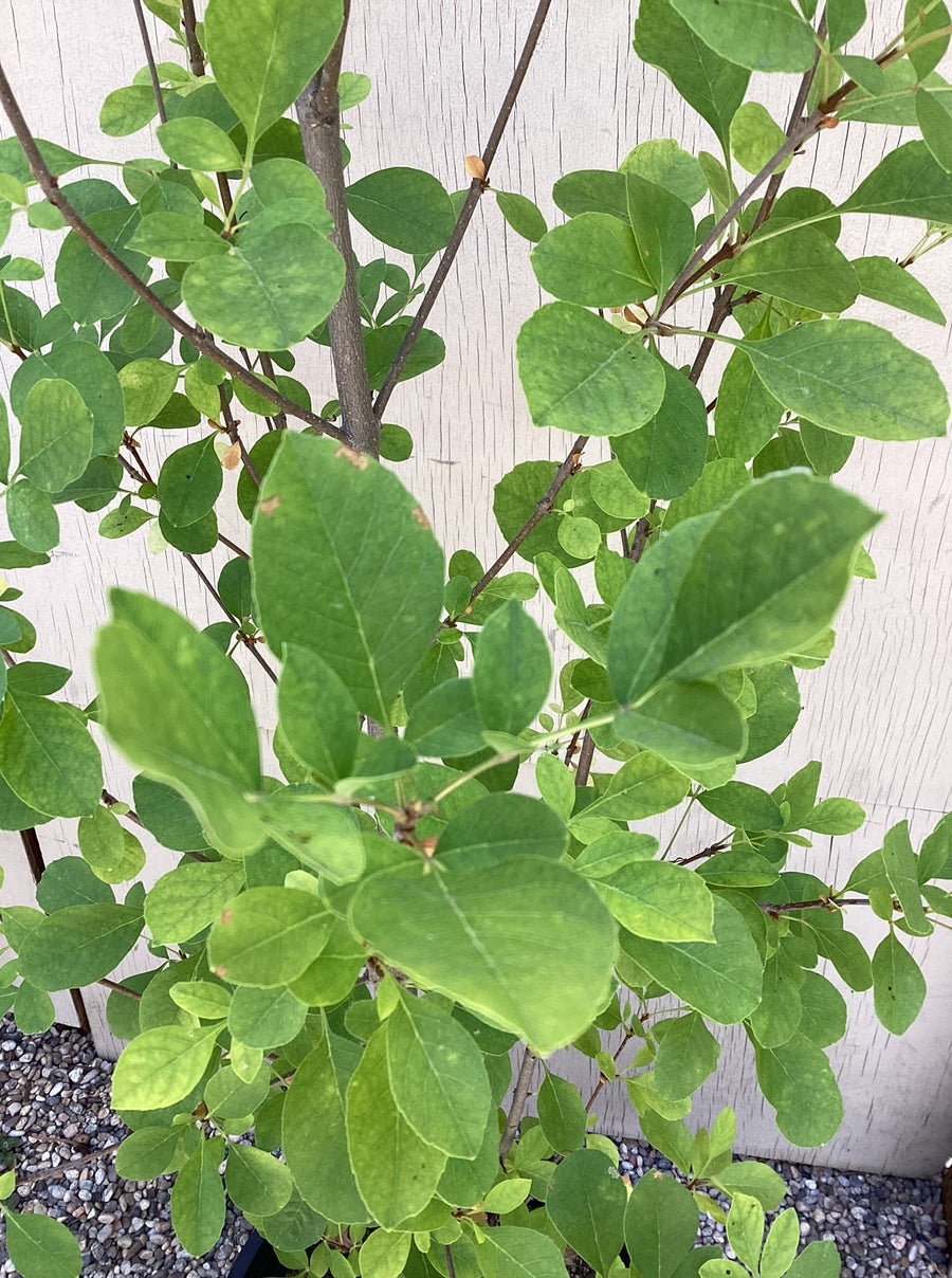 Fraxinus velutina , Velvet Ash