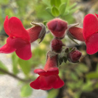 Galvezia speciosa (Gambelia)