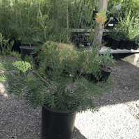 Grevillea Peaches & Cream 15 gallon