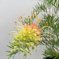 Grevillea Peaches & Cream flower