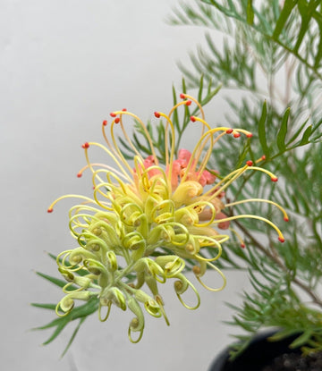 Grevillea Peaches & Cream flower