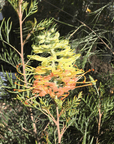 Grevillea Peaches & Cream flower