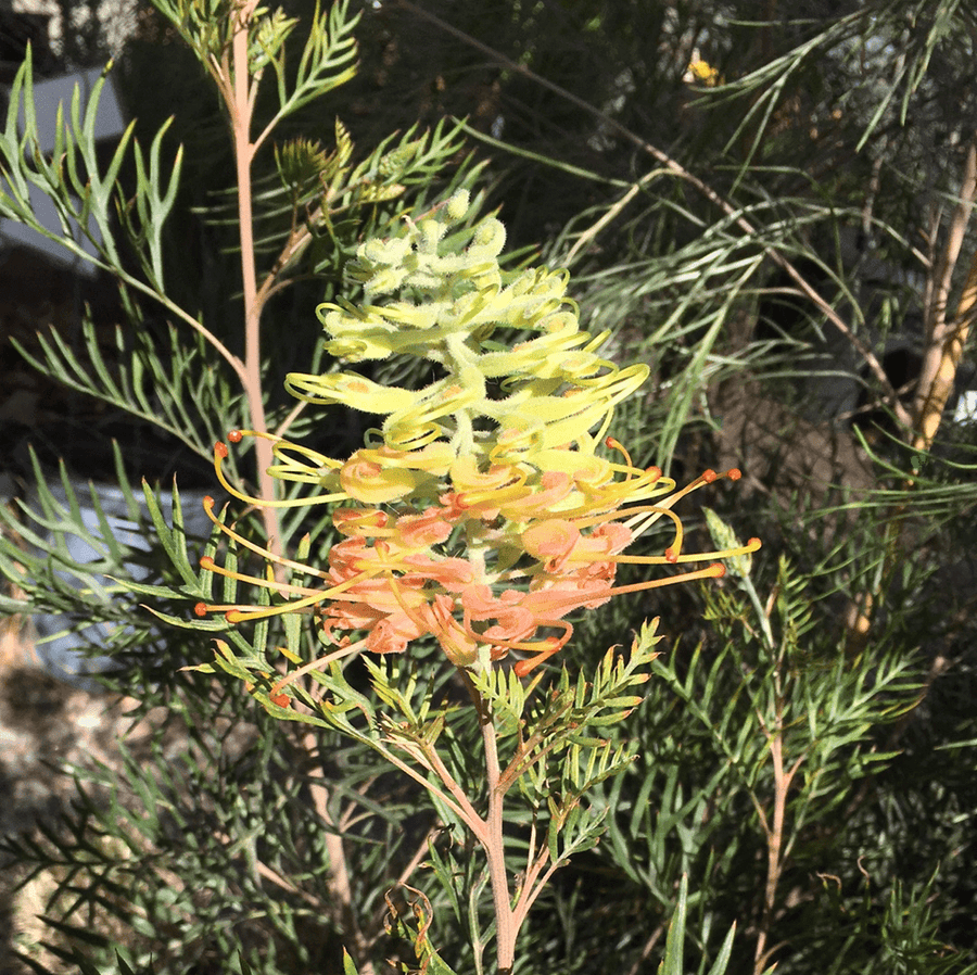 Grevillea Peaches & Cream flower