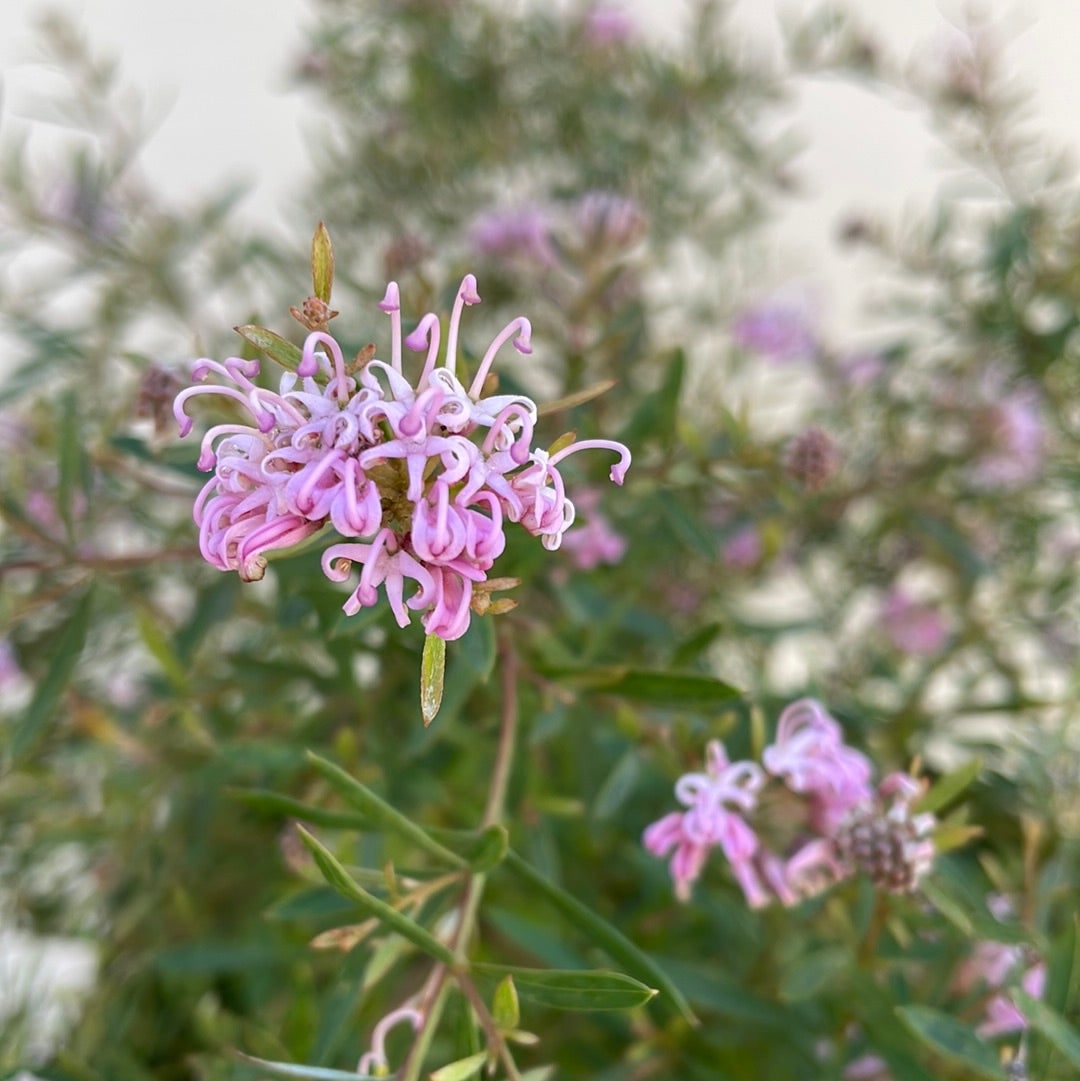 Grevillea Pink Midget Flowers