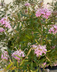 Grevillea Pink Midget Flowers