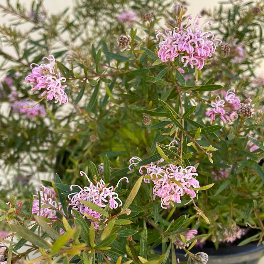 Grevillea Pink Midget Flowers