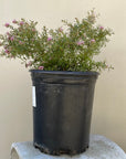 Grevillea Pink Midget