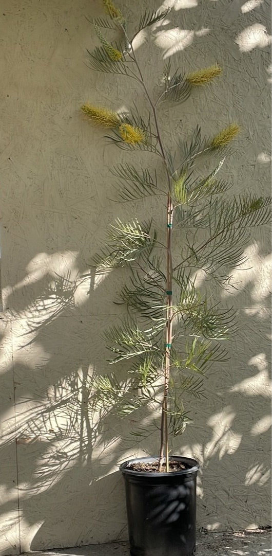 Grevillea Sandra Gordon 5 Gallon