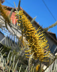 Grevillea Sandra Gordon Flower