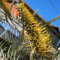 Grevillea Sandra Gordon Flower