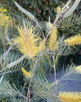 Grevillea Sandra Gordon Flowers
