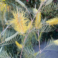 Grevillea Sandra Gordon Flowers