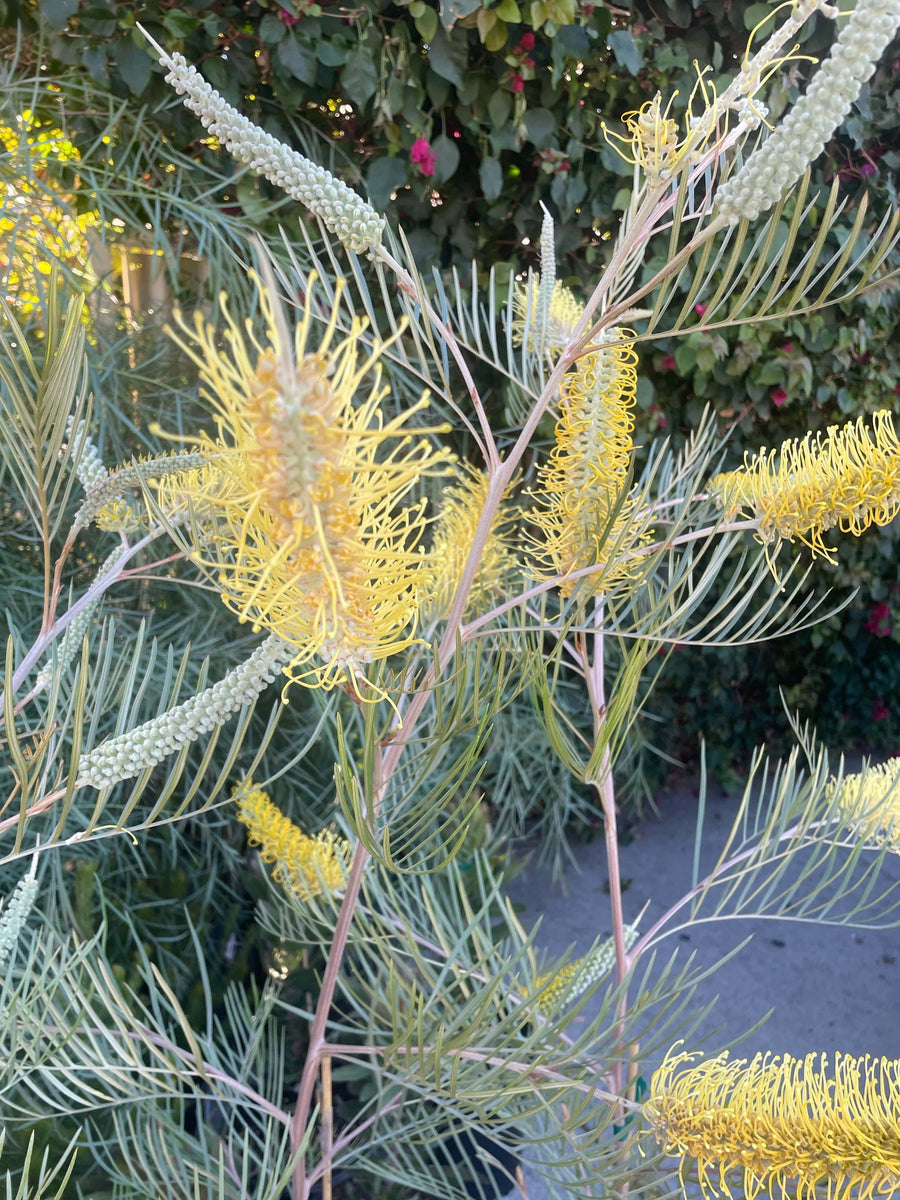 Grevillea Sandra Gordon Flowers