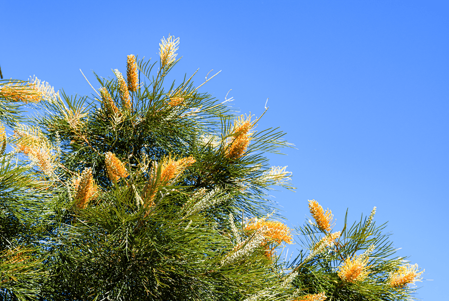 Grevillea 'Honey Gem'