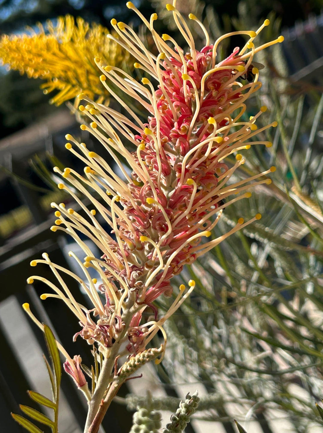 Grevillea 'Little Honey' flower