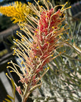 Grevillea 'Little Honey' flower