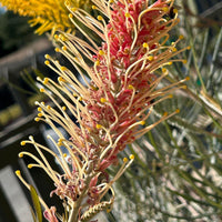 Grevillea 'Little Honey' flower