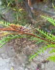 Grevillea 'Poorinda Blondie' flower