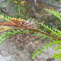 Grevillea 'Poorinda Blondie' flower