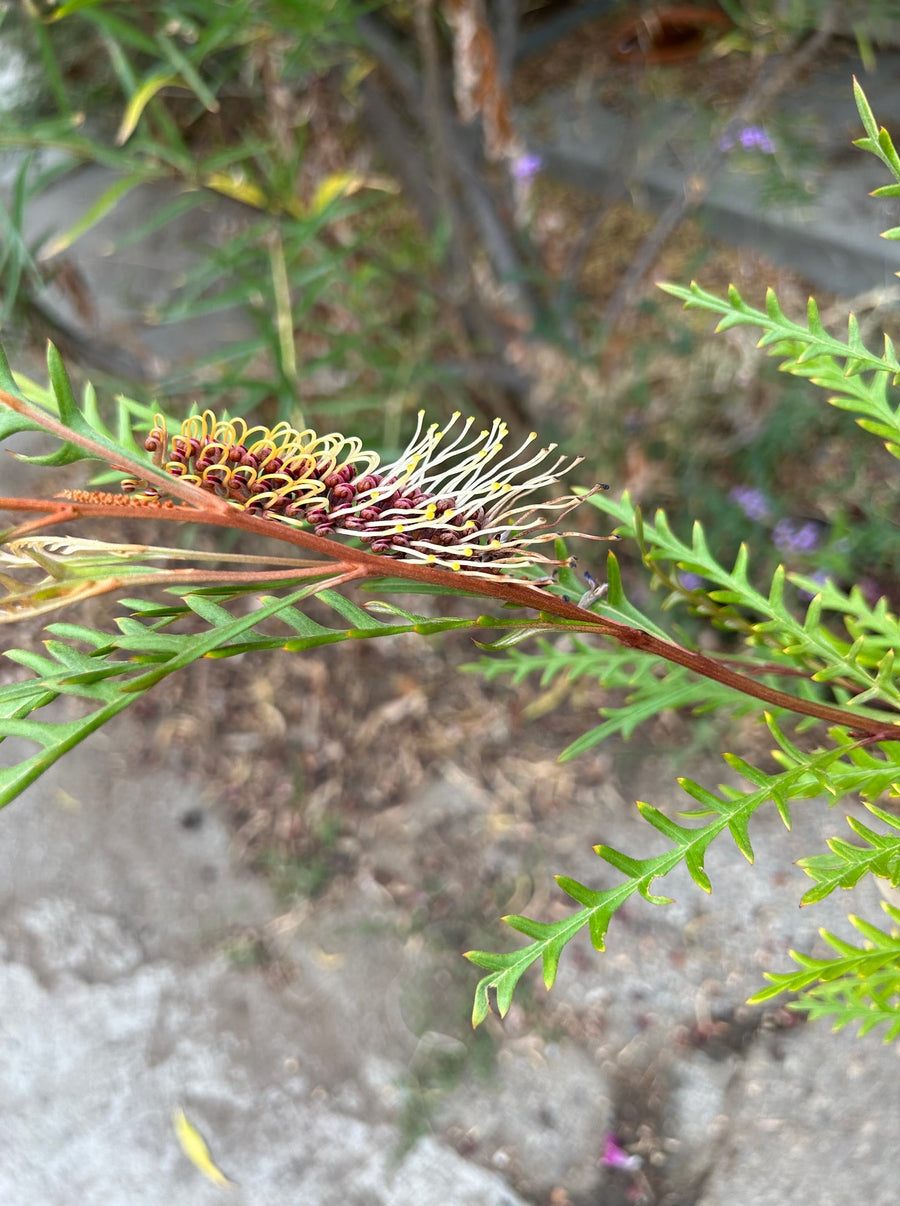 Grevillea 'Poorinda Blondie' flower