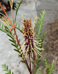 Grevillea 'Poorinda Blondie' flower