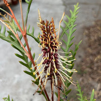 Grevillea 'Poorinda Blondie' flower