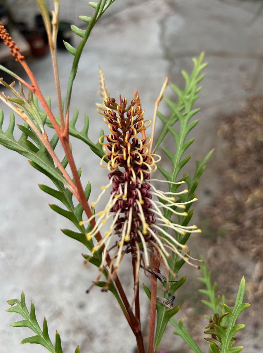 Grevillea 'Poorinda Blondie' flower