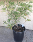 Grevillea 'Superb' 5 gallon