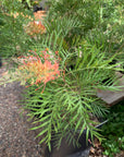 Grevillea 'Superb' flower