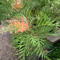 Grevillea 'Superb' flower