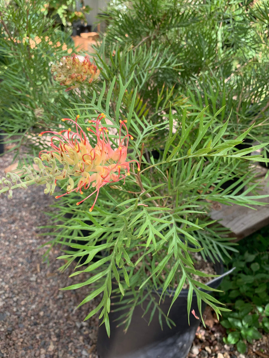 Grevillea 'Superb' flower