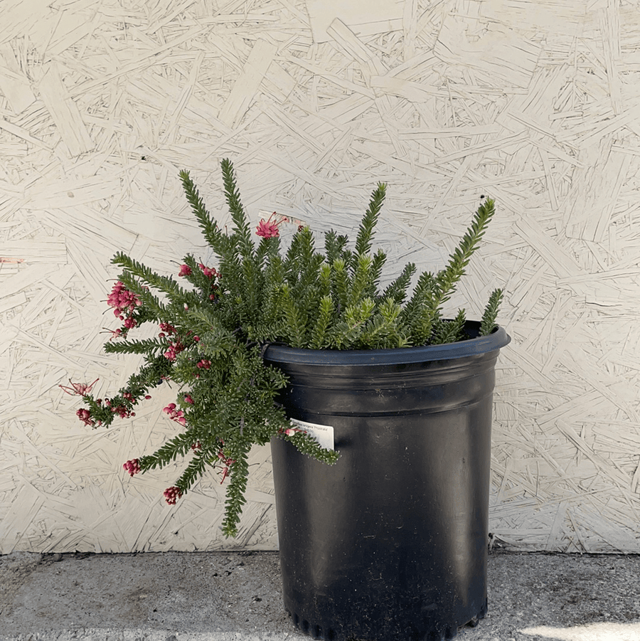 Grevillea lanigera 'Prostrata', Prostrate Woolly Grevillea