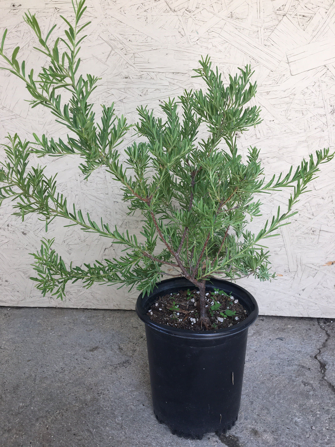 Grevillea lanigera, Woolly Grevillea