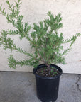 Grevillea lanigera, Woolly Grevillea
