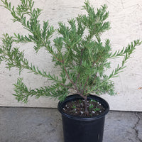 Grevillea lanigera, Woolly Grevillea