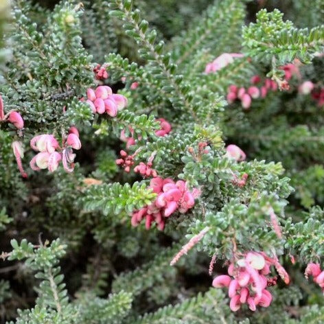 Grevillea lanigera, Woolly Grevillea