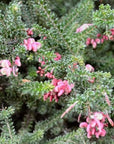 Grevillea lanigera, Woolly Grevillea