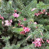 Grevillea lanigera, Woolly Grevillea