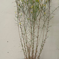 Gutierrezia californica, California Matchweed 1 gallon