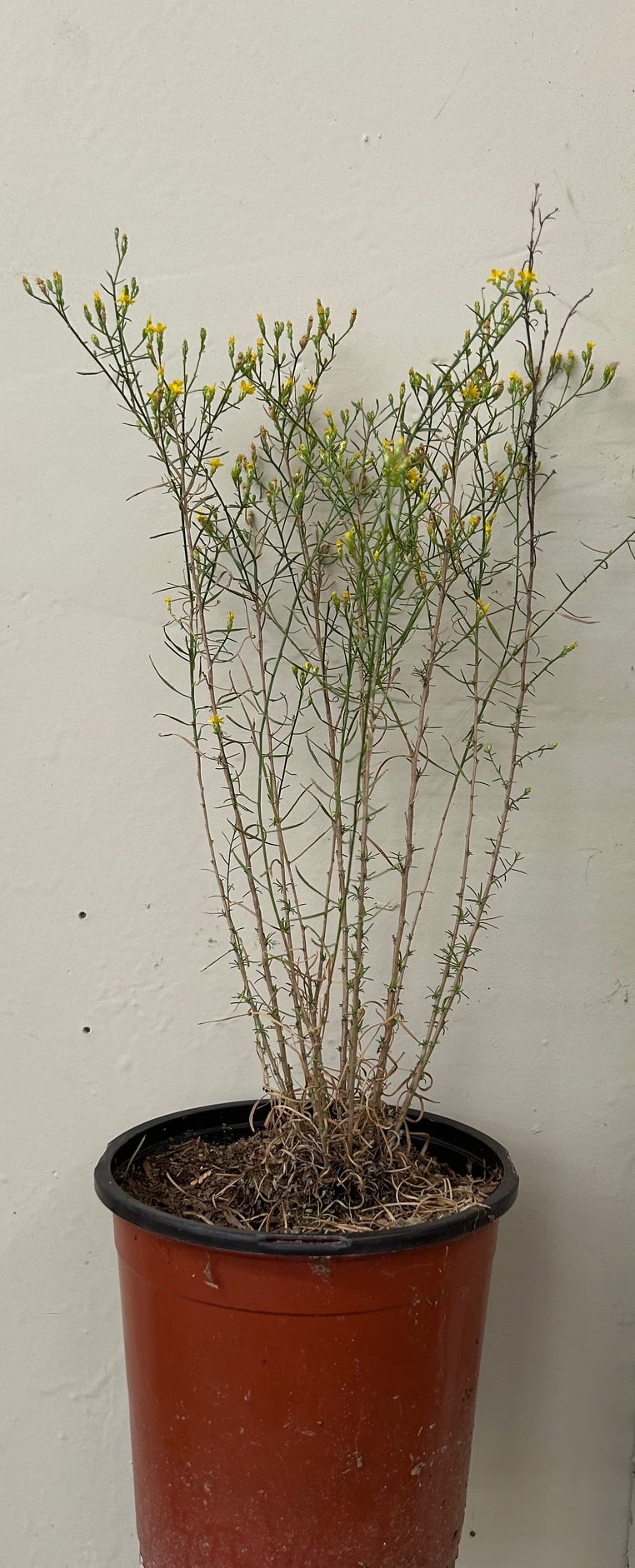 Gutierrezia californica, California Matchweed 1 gallon