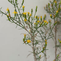 Gutierrezia californica, California Matchweed flowers